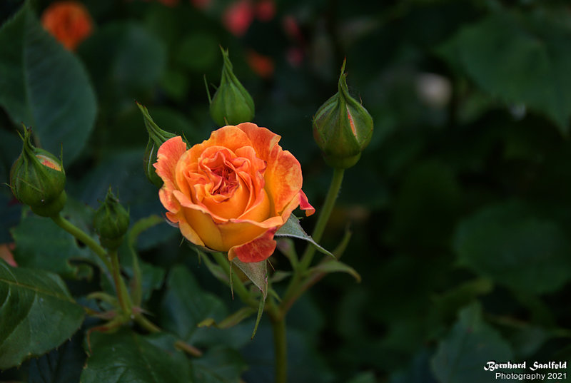 Bernhard Saalfeld - Gartenrose (5v9)